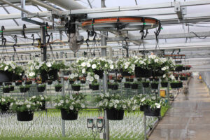 Plants suspended at multiple levels on a cable-type system (Image: Cherry Creek Systems)