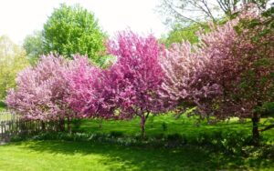 Three different flowering crab apple trees create texture and diversity in this garden (Image: Deb Nystrom via Flickr, CC By 2.0)