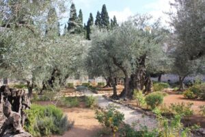 Plant olives now to achieve the form seen here in these old trees in the Garden of Gethsemane, where Jesus is believed to have prayed before his crucifixion (Image: Beko via Wikimedia Commons, CC BY-SA 4.0)