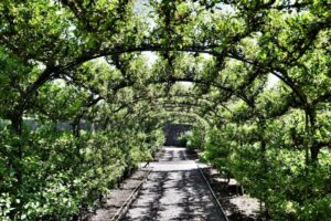 Espaliered apples bring useful shade, aesthetic appeal and the wow factor to the Aberglasney Gardens in Wales (Image: Michael Garlick via Geograph, CC BY-SA 2.0)