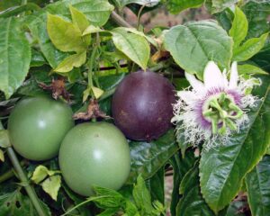 Passionfruit (Passiflora edulis) is an all-round winner with its colourful fruit, flowers and glossy foliage (Image: Johnocampo via Wikimedia Commons, CC BY-SA 4.0).