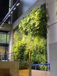 Interior greenwalls are very common now in the entrances of office buildings and can pose fire risks if not managed correctly through the spacing of lights and removal of dead plant material (images supplied by Michael Casey)