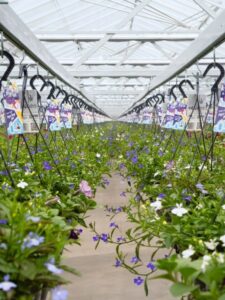 With more balconies and courtyards the market for hanging baskets is buoyant (Image: Metazet)